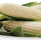 Picture of Homegrown Amaize! Sweet Corn